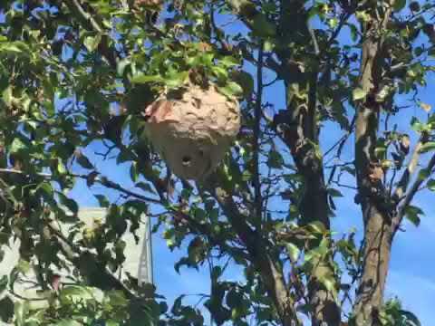 Volleyball Size Bald-Faced Hornets Nest Removed in Morganville, NJ