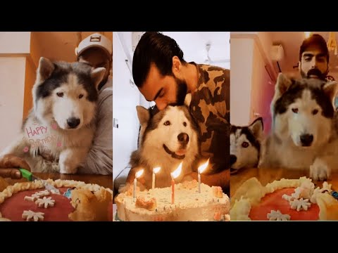 Tushar Kalia ki pet Dog ka Birthday🎉🎂Celebrations||Tushar Kalia Love 💕 hir🐶 Dogs||