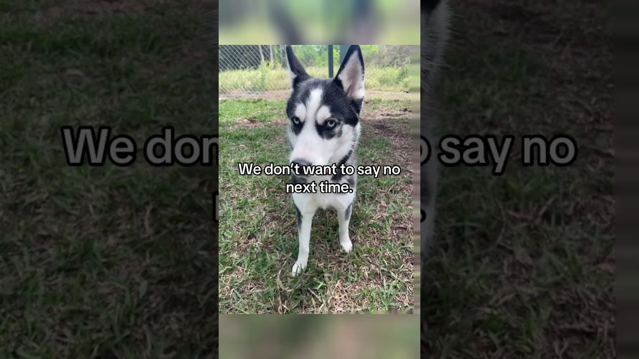 Enlarge RILEY (579), a Adoptable Husky in Indiantown, FL video 2/6