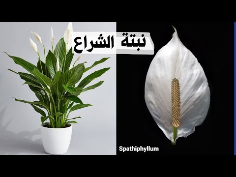 , title : 'نبتة الاشرعه البيضاء كيف اعتني بها و اجعلها  مزهرة و نتجنب ذبولها Spathiphyllum'