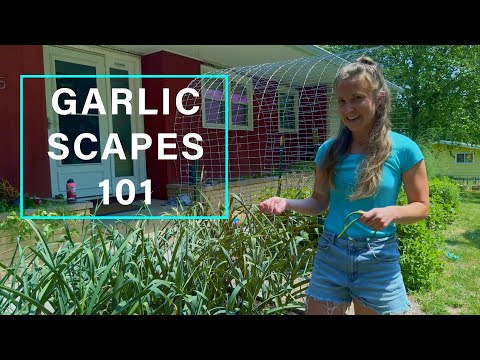 , title : 'Growing garlic in Wisconsin: harvesting scapes in June | Nora's Ark'