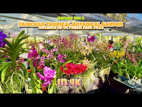 4K ORCHIDS EVERYWHERE!  Best botanical garden in South Florida, Fairchild Tropical Botanical Garden.