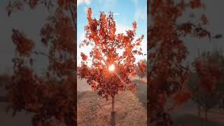 Download lagu Into the iland (status version)❤ #shorts #enhypen #iland mp3 Download lagu Into the iland (status version)❤ #shorts #enhypen #iland mp3