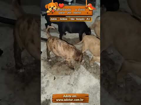 Vídeo de Aguardando o dono para por nome 