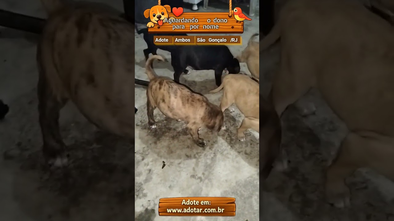 Cachorro raça SRD-ViraLata idade 2 a 6 meses nome Aguardando o dono para por nome 
