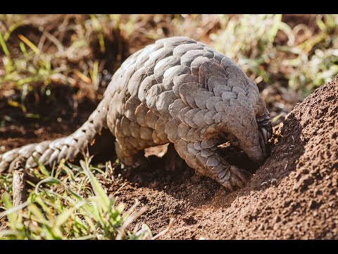 Pangolins return to Zululand