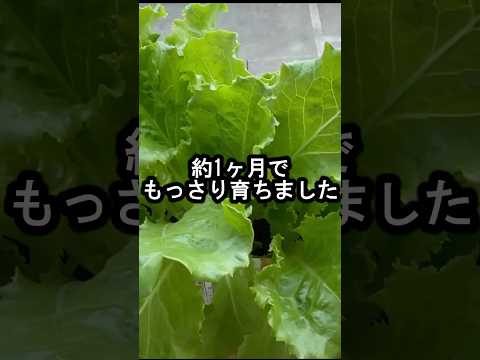 植物の葉にミルク