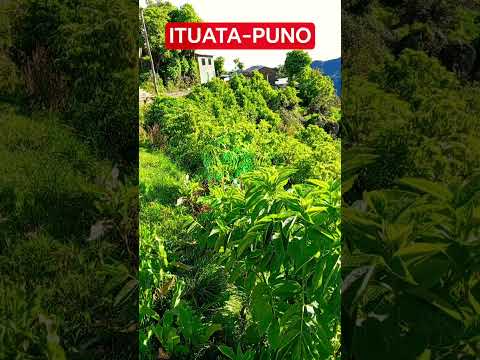 visita este bello paisaje en Ituata ,carabaya,puno.