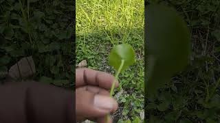 Download lagu pegaga kampung. banyak je tumbuh kawasan berair #farming mp3 Download lagu pegaga kampung. banyak je tumbuh kawasan berair #farming mp3