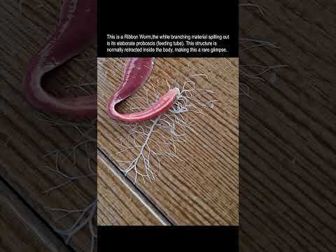 WHAT is this alien anatomy?! 🔬