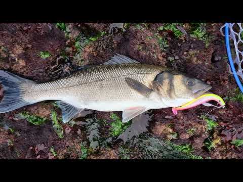 Bassing on soft plastics using 12cm pirate teasers.