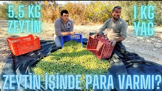 10 TANE EDREMİT ZEYTİNİ YILDA KAÇ PARA KAZANDIRIR?BABAMLA GELİR HESAPLADIK.