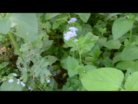 Abre Camino Plant