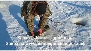 Ловля змееголова зимой на дальнем востоке