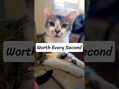 Youtube Video Embed