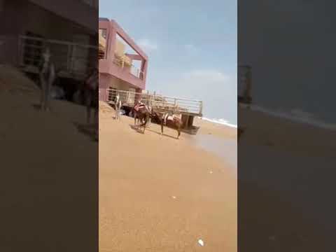 Turtle beach picnic with friends 👭