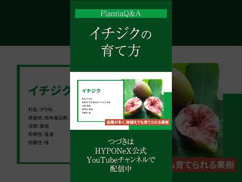 園芸 イチジクの木に関するよくある質問
