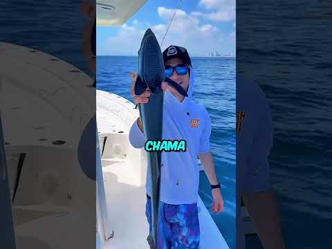 Esse peixe GRUDA nos pescadores! #curiosidades #peixe #animais