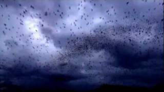 preview picture of video 'Nightly bat flight from Bat Cave-edited'