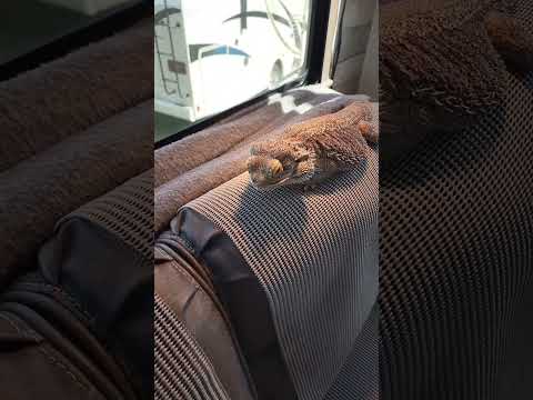 Slow Motion Feeding! (Bearded Dragon Eats Horn Worm) #shorts