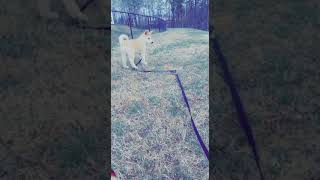 Shepherd Husky Puppies Videos