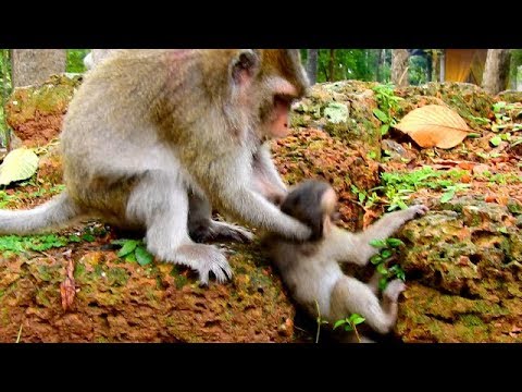 BABY MACI NOT DOING WRONG | So Pity Baby Still Stay Claim Even Mom Did To Do This.