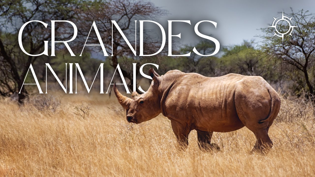 Como o Tamanho do Animal Afeta seu Metabolismo? | Mundo Animal | Origens