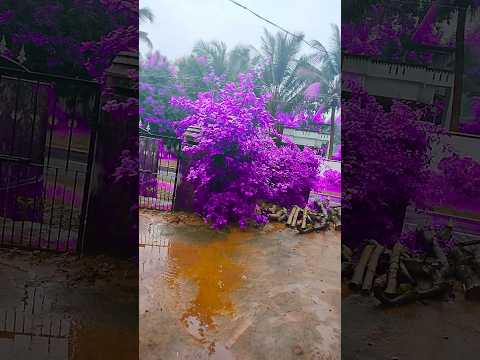 Purple colour #love #music Aarinis vlog