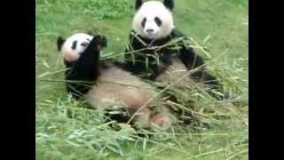 preview picture of video 'Pandas géants au zoo de Beauval'