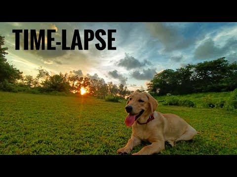 Time-lapse 🔥 | Khushi The Labrador | Sunset With Dog | Ep007