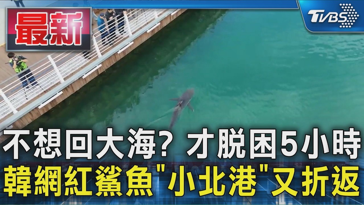 不想回大海? 才脫困5小時 韓網紅鯊魚「小北港」又折返｜TVBS新聞 @TVBSNEWS01