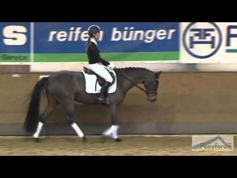 Kollektionsnummer 10 | Choice -- 6j. Stute v. Charivari / Sandro Hit