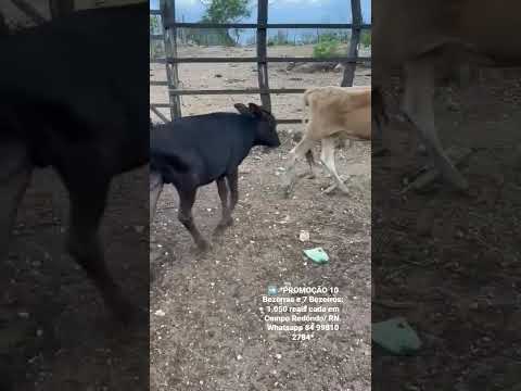 10 Bezerras e 7 Bezerros: 1.050 reais cada em Campo Redondo/ RN. Whatsapp 84 99810 2784*#gado