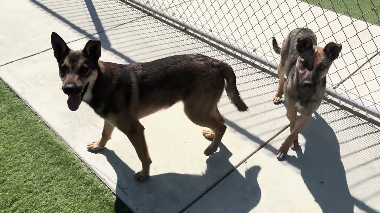 Enlarge SIMBA (AVAILABLE NOVEMBER 25, 2025), a Adoptable mixed breed in Wasco, CA video 6/6