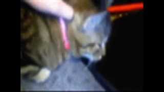 The Mean Kitty Song By The Mini Cory Mr. Safety Spiecial Reupload