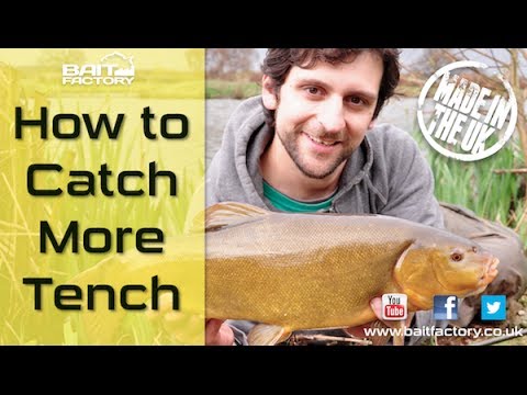 Learn how to mix groundbait and see how to catch more tench this summer