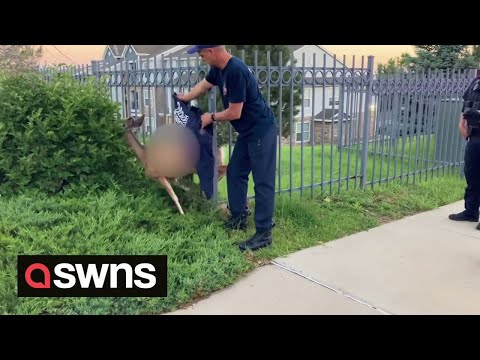 Police officers rescue deer stuck between bars of metal fence using 'jaws of life' tool | SWNS