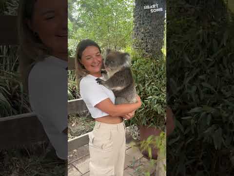 Koala Cuddles! Woman's Dream Come True as She Holds Adorable Marsupial