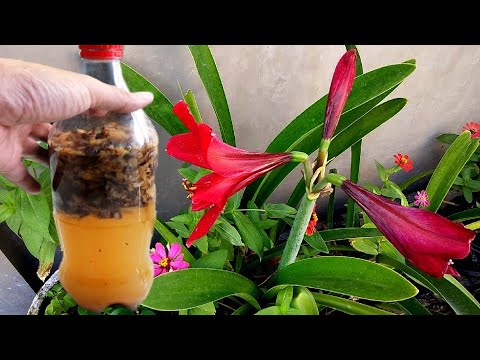 , title : 'Easy Ways To Make Banana Peels as Liquid Fertilizer | Benefits and How To Use For Plants'