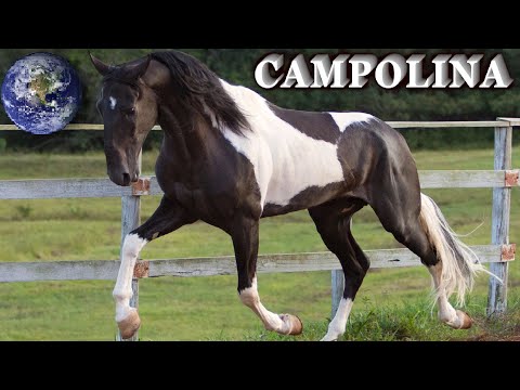 , title : 'TOP Beautiful Campolina Horse in the World!'