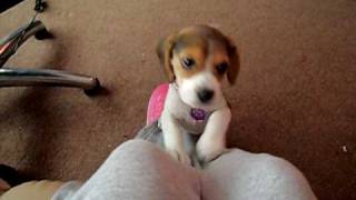 Beagle pup doing the famous head tilt to me whistling @ 10 weeks old