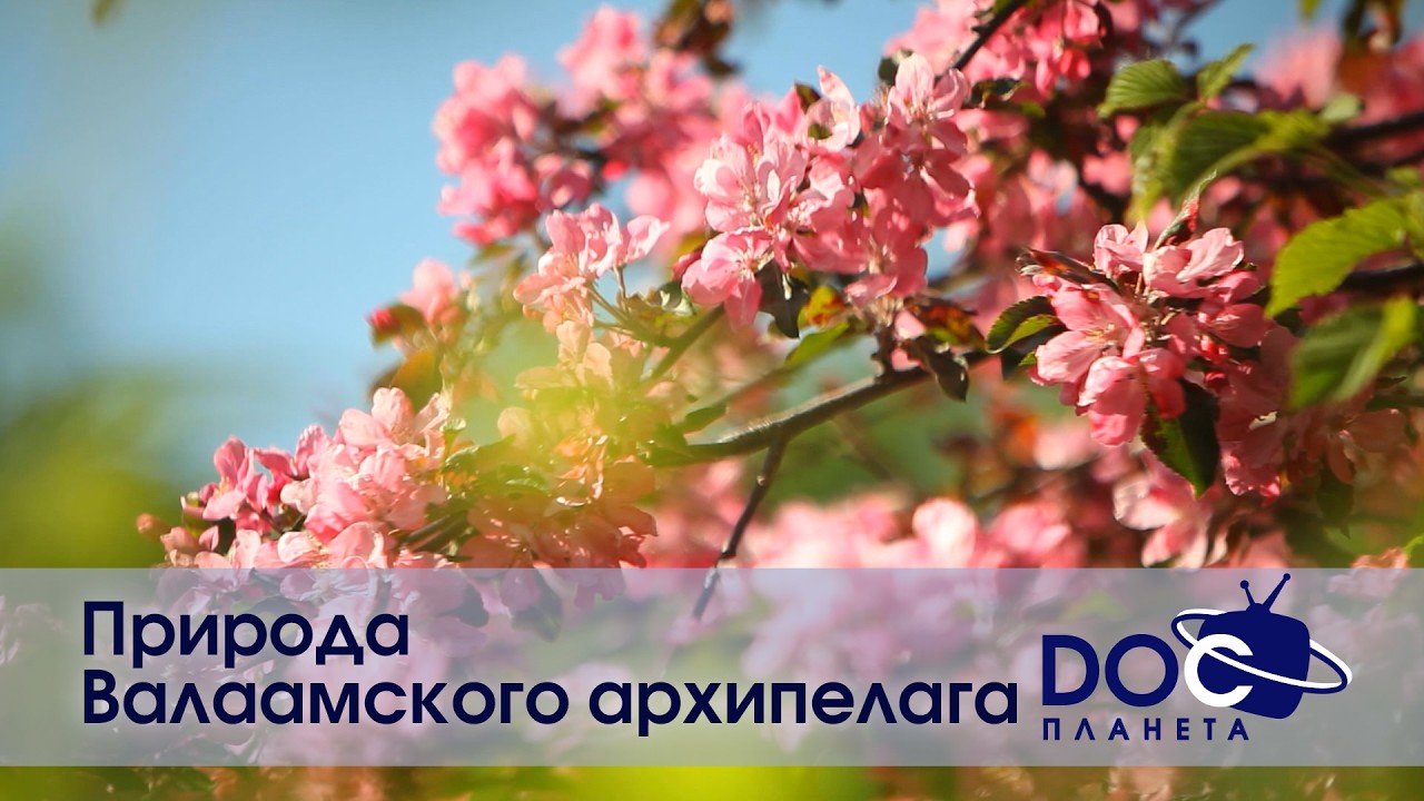 Russian Travel Guide. Природа Валаамского Архипелага.Весна  - Документальный фильм