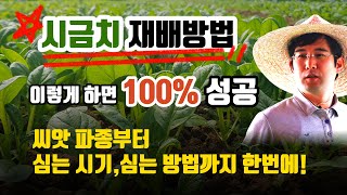 시금치 심는방법 심는시기 2월 3월에 심는작물 추천 봄 여름 가을 겨울 재배작물 키우기