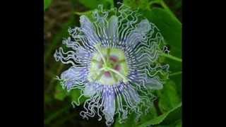 MANTOVANI    ORCHESTRA        SOUND  OF    MUSIC.wmv