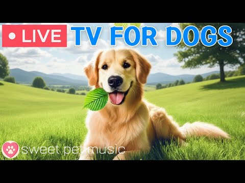 🔴24 Hours of Dog TV🎵🐶Calming Music for Dog Sleep🐾🩷Soothing Music for Dogs with Stress and Anxiety