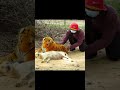 Fake Tiger Prank Dog Funny