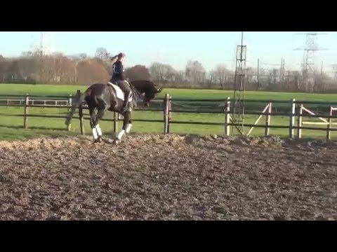 6 yrs old approved stallion by Dancier ( De Niro) SOLD