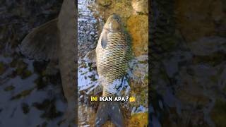 Download lagu Ini Ikan Apah? Ternyata Ikan Emas Raksasa! mp3 Download lagu Ini Ikan Apah? Ternyata Ikan Emas Raksasa! mp3
