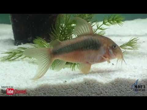 How to Care for Corydoras Eggs and fry