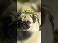 Story Behind Pug's Wrinkles